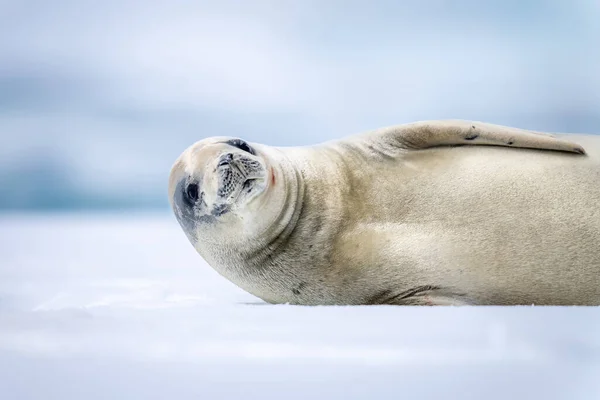 Close Crabeater Seal Lying Watching Camera — Stok Foto