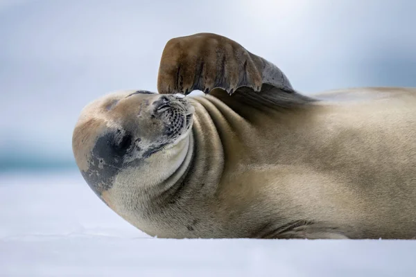 Close Crabeater Seal Scratching Its Face — Stok Foto