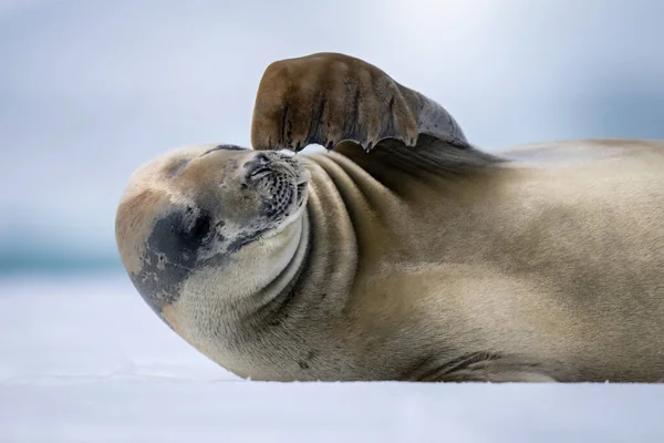 Close Van Krabbenzeehond Die Zijn Gezicht Krabt — Stockfoto