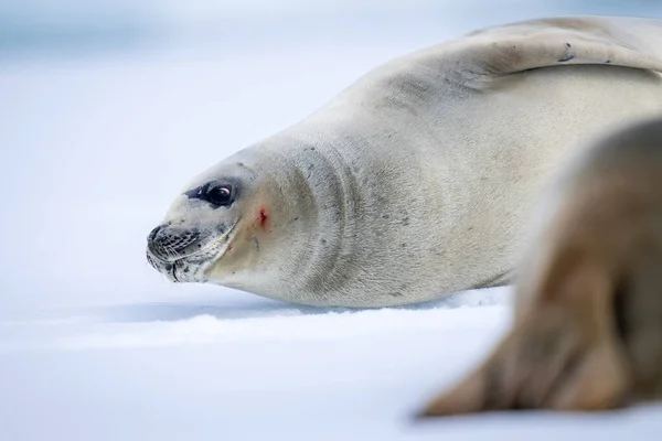 Close Van Kreeftachtige Zeehond Buurt Van Een Andere — Stockfoto