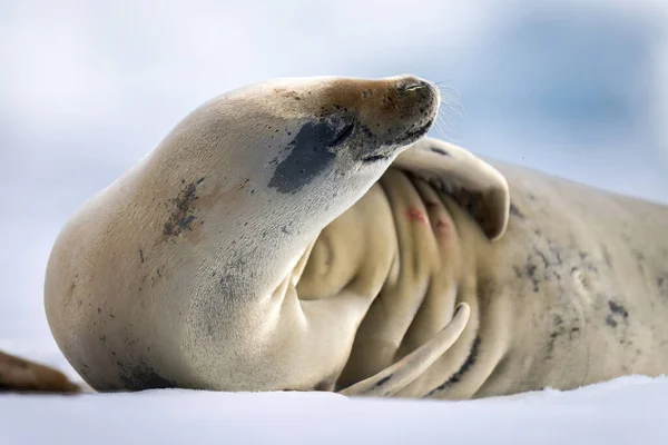 Yengeç Yengeci Fokunun Buzda Dinlendiği Yakın Plan — Stok fotoğraf