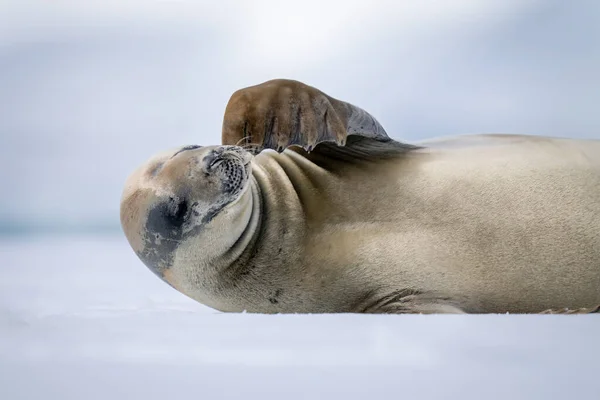 Gros Plan Phoque Crabier Qui Gratte Tête — Photo