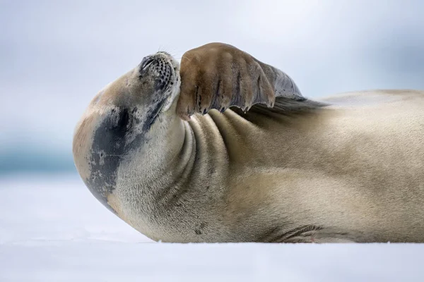 Close Crabeater Seal Scratching His Neck — Stok Foto