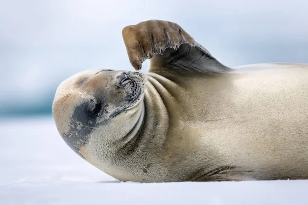 Close Crabeater Seal Scratching Using Flipper — Stok Foto