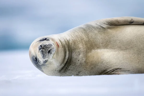 Primo Piano Della Foca Del Granchio Che Dorme Sulla Neve — Foto Stock