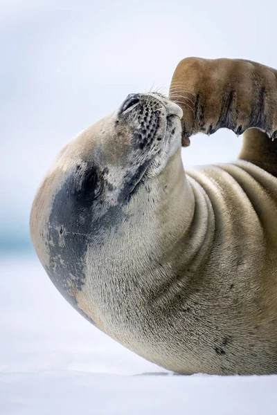 Close Crabeater Seal Stroking His Mouth — Stok Foto