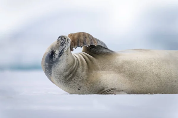 Close Dari Crabeater Seal Membelai Kepalanya — Stok Foto