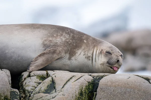 Close Elephant Seal Tongue Out — Stock Photo, Image