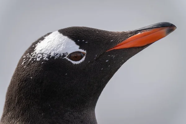 Közelkép Gentoo Pingvin Arc Csőr — Stock Fotó