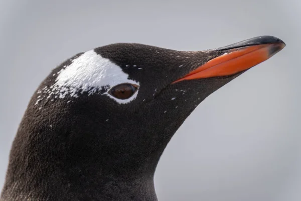 Detailní Záběr Tvář Zobák Gentoo Tučňáka — Stock fotografie