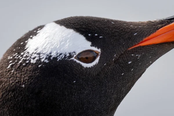 Close Gentoo Penguin Eye Reflection Royalty Free Stock Images
