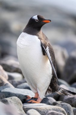 Kiremit plajındaki Gentoo penguenine yakın çekim