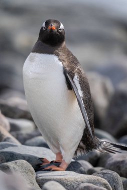 Kamerayı izleyen gentoo pengueninin yakın çekimi