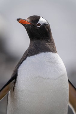 Güneş ışığıyla aydınlanan gentoo pengueninin yakın plan görüntüsü.