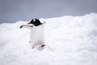 Gentoo pengueni neredeyse karda düşüyordu.