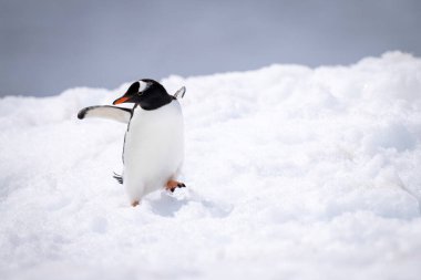 Gentoo pengueni neredeyse karın üstüne düşüyordu.