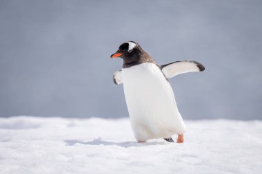 Gentoo pengueni karda yürürken neredeyse dengesini kaybediyor.