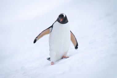 Gentoo pengueni, karlı yamaçtaki kameraya yaklaşıyor.