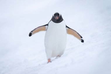 Gentoo pengueni, karlı yamaçtaki kameraya yaklaşıyor.