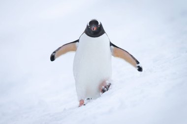Gentoo pengueni karlı tepede kameraya yaklaşıyor.