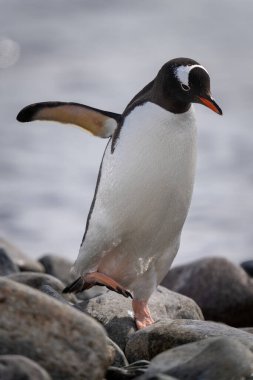 Gentoo penguenleri yüzgeçleri uzatılmış bir şekilde karşıya geçer.