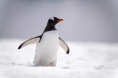 Gentoo pengueni güneş ışığında karlı yamaçtan geçer
