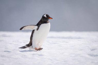 Gentoo pengueni, güneş ışığıyla ışıldayan karı aşar.