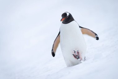 Gentoo pengueni karlı yamaçtan iniyor.