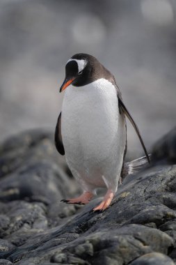 Gentoo pengueni, kayadan aşağıya doğru yürüyor.
