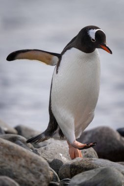 Gentoo pengueni deniz kıyısında zıplıyor