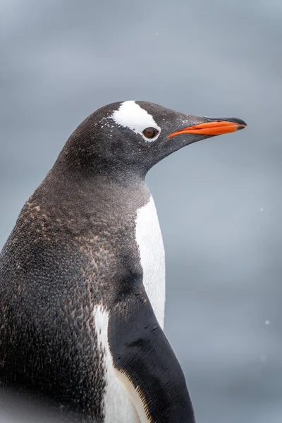 Nahaufnahme Eines Gentoo Pinguins Der Profil Steht — Stockfoto