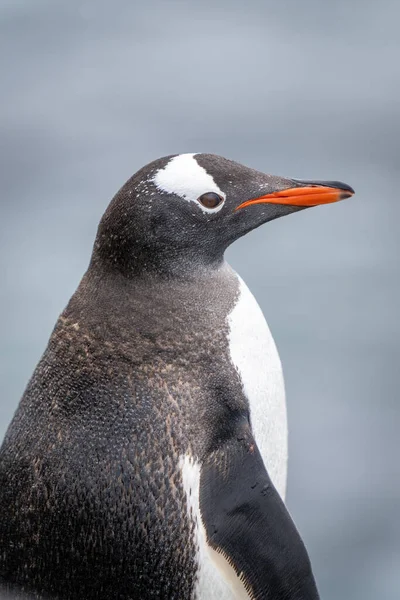 Close Gentoo Penguin Standing Facing Right — ストック写真