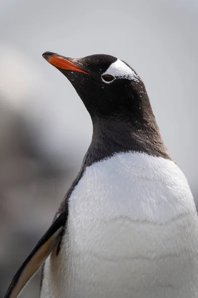 Närbild Gentoo Pingvin Stående Lyft Näbb — Stockfoto