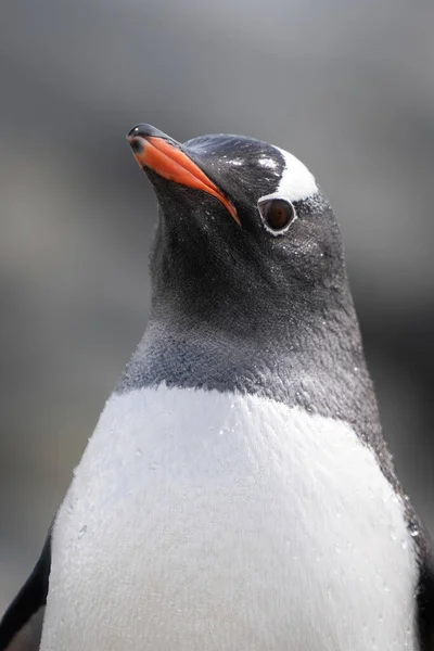 Primo Piano Della Testa Sollevamento Del Pinguino Gentoo — Foto Stock