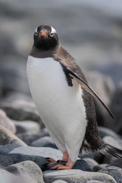 Primer Plano Del Pingüino Gentoo Pie Sobre Teja — Foto de Stock