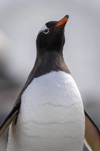 Közelkép Gentoo Pingvin Álló Növekvő Csőr — Stock Fotó