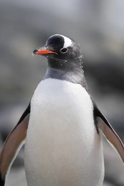 Nahaufnahme Eines Gentoo Pinguins Der Kopfschüttelnd Dasteht — Stockfoto