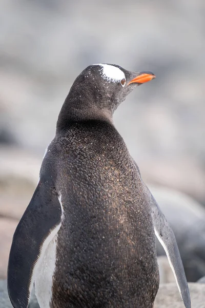 Detailní Záběr Sluncem Zalité Gentoo Tučňáka Dívá Vpravo — Stock fotografie