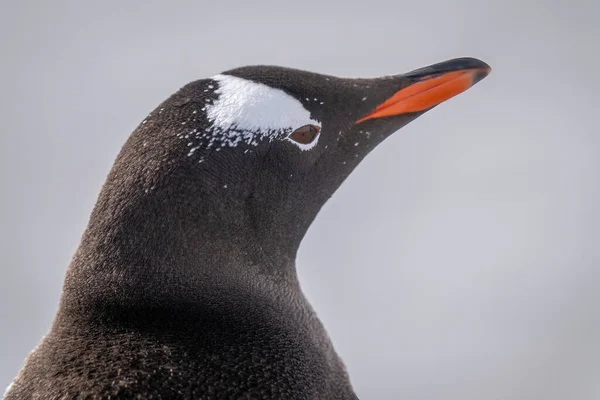 Detailní Záběr Gentoo Tučňáka Vytaženým Zobákem — Stock fotografie