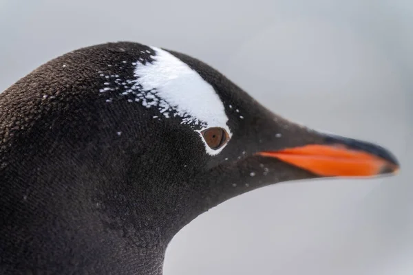Zbliżenie Pingwina Gentoo Zamazanym Dziobem — Zdjęcie stockowe