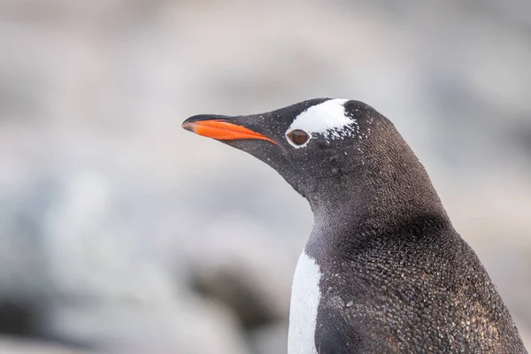 Detailní Záběr Sluncem Ozářeného Tučňáka Gentoo Obráceného Doleva — Stock fotografie