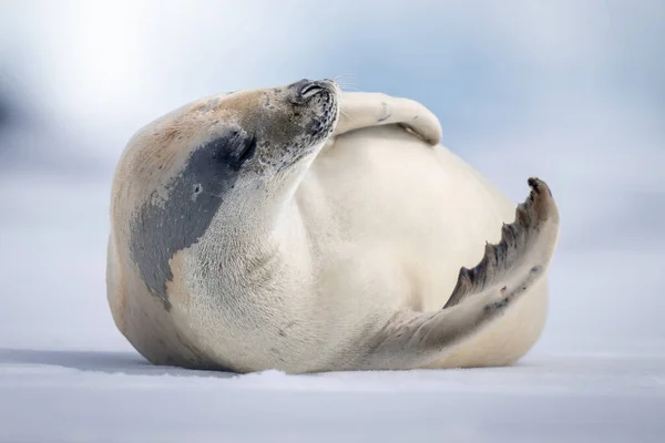 Крабовый Тюлень Лежит Поднимая Голову Лед — стоковое фото
