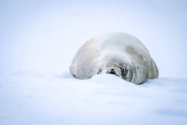 Foca Cangrejo Yace Durmiendo Detrás Montículo Helado —  Fotos de Stock