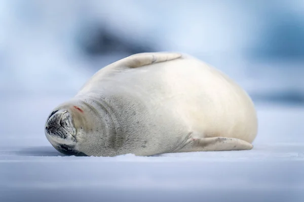 Yengeç Yiyen Fok Buz Üstünde Uyuyor — Stok fotoğraf