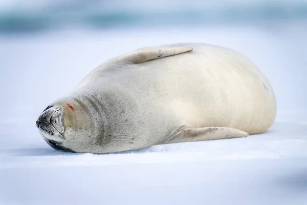 螃蟹海豹躺在冰面上睡觉 — 图库照片