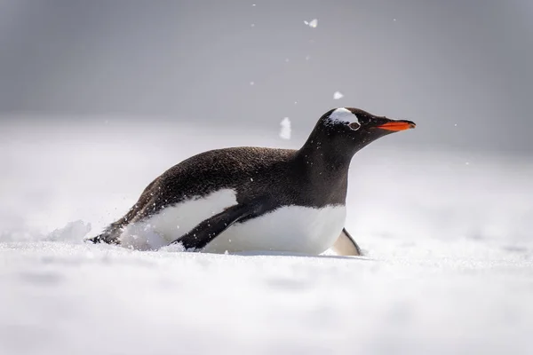 ゲントゥペンギンの体は雪の丘を下り — ストック写真