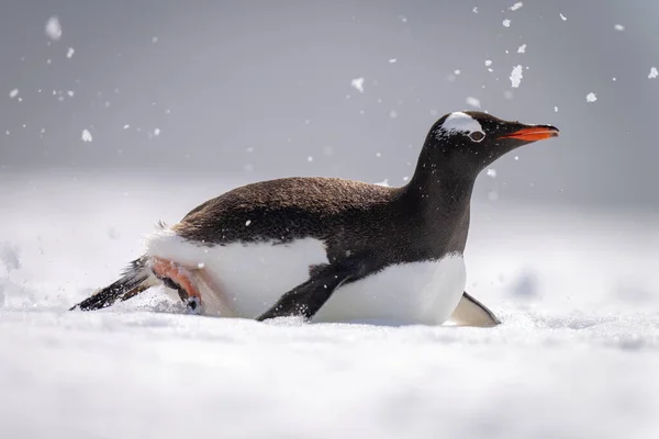 Gentoo Pinguim Corpo Surfando Através Neve Iluminada Pelo Sol — Fotografia de Stock