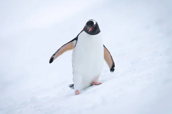 Gentoo Pengueni Karlı Yamaçtaki Kameraya Yaklaşıyor — Stok fotoğraf