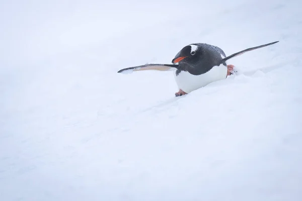 ゲントゥペンギンの体は雪の斜面をサーフィン — ストック写真