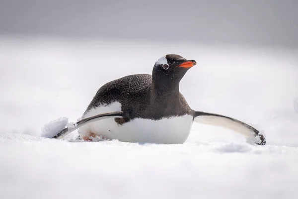 Gentoo Penguin Body Surfs Snowy Slope —  Fotos de Stock